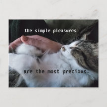 Citação de Gatinho Fofinho Prazeres Simples Mais P