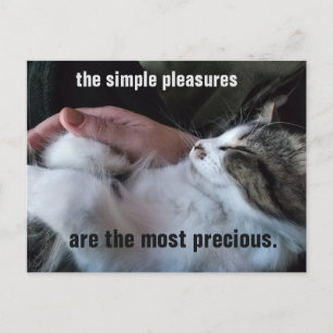Cartão Postal Citação de Gatinho Fofo Prazeres Simples Personali