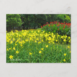 Cartão Postal Citron Daylily   [Postcard] ポ ス ト Equipe カ