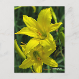 Cartão Postal Citron Daylily   [Postcard] ポ ス ト Equipe カ