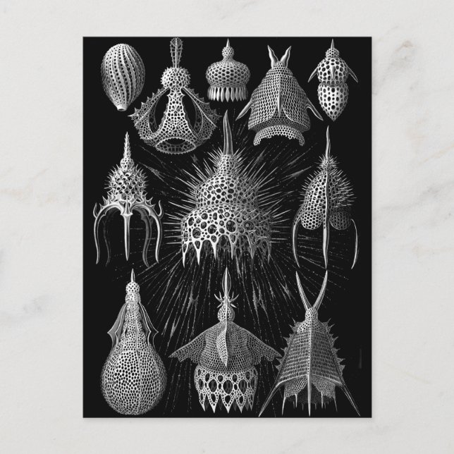 Cartão Postal Citrtoideia (Frente)