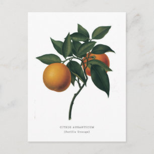 Cartão Postal Citrus aurantium 'Seville Orange'