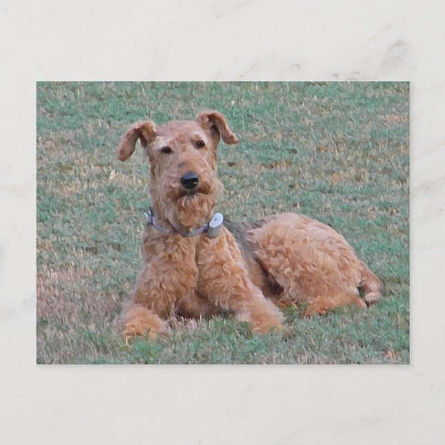 Cartão postal CJ- Airedale Terrier (Frente)
