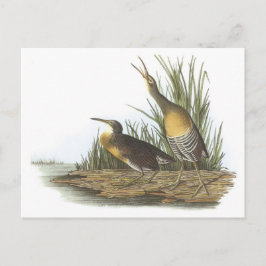 Cartão Postal Clapper Rail de Audubon