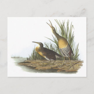 Cartão Postal Clapper Rail de Audubon