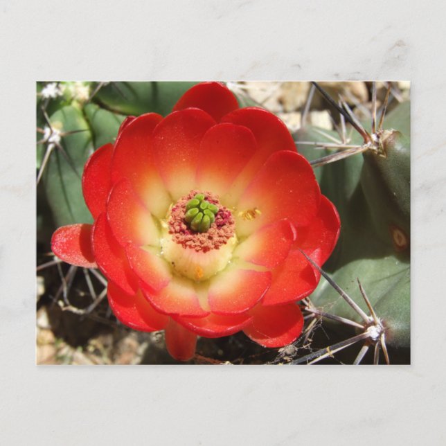 Cartão Postal Claret Cup Cactus Blossom (Frente)