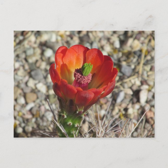 Cartão Postal Claret Cup Hedgehog Cactus Bloom (Frente)
