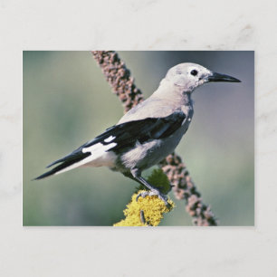 Cartão Postal Clark's Nutcracker