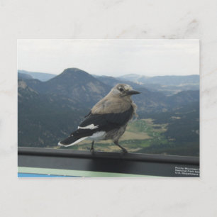 Cartão Postal Clark's Nutcracker