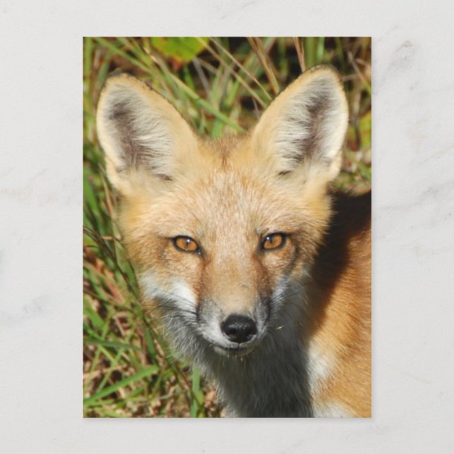 Cartão postal clássico (Frente)