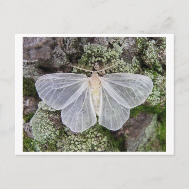 Cartão postal clássico (Frente)