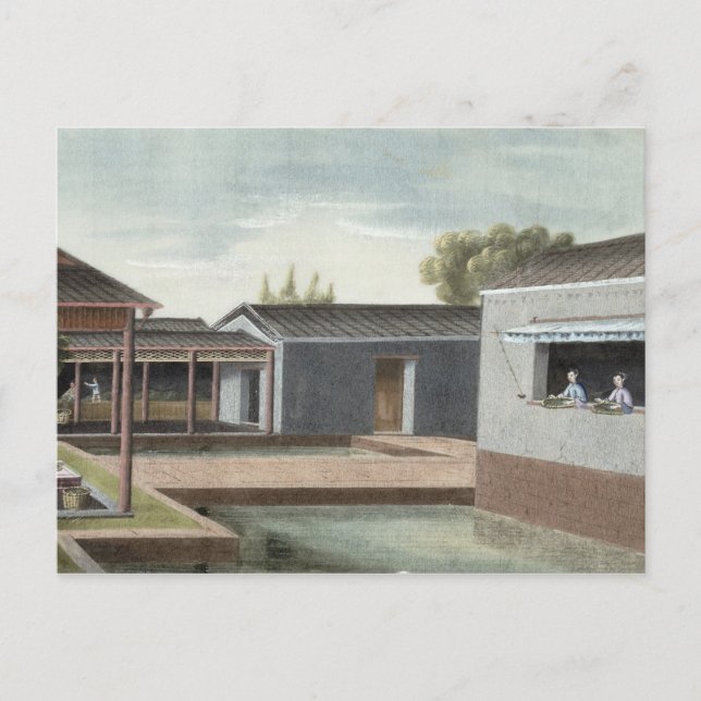 Cartão Postal Classificando chá (a/l sobre papel) 2 (Frente)