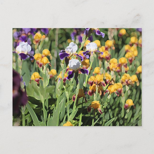 Cartão Postal Claude Monet Type Stylized Garden Iris (Frente)