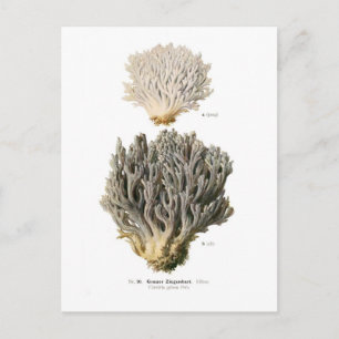 Cartão Postal Clavaria grisea