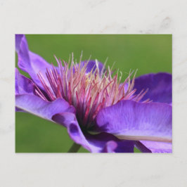 Cartão postal Clematis
