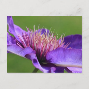 Cartão postal Clematis