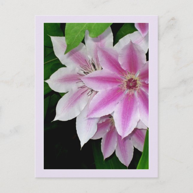 Cartão Postal Clematis (Frente)