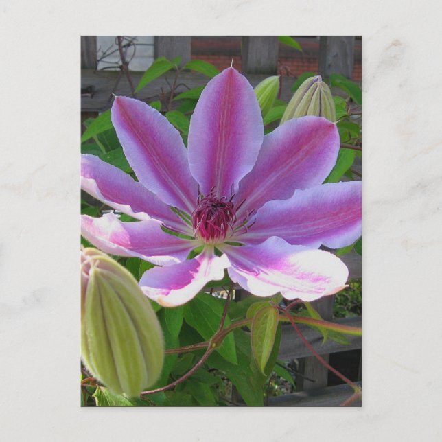 Cartão postal Clematis (Frente)