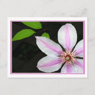 Cartão Postal Clematis Com Folhas