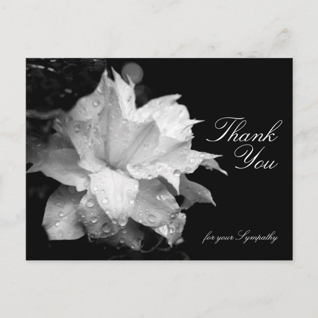 Cartão Postal Clematis e Dewdrops Simpatia Obrigado P (Frente)