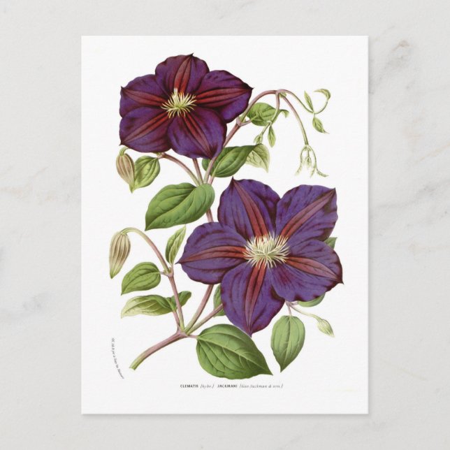Cartão Postal Clematis jackmani (Frente)