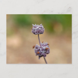 Cartão Postal Cleveland Sage