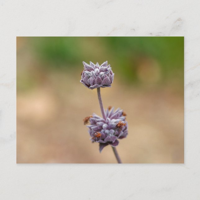 Cartão Postal Cleveland Sage (Frente)