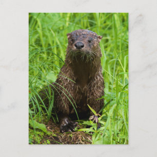 Cartão Postal Clever River Otter