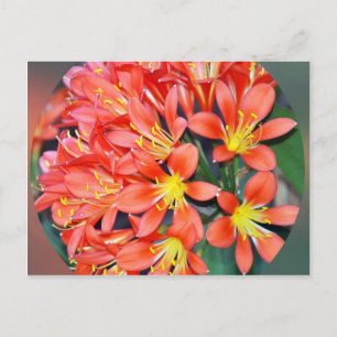 Cartão Postal Clivia In Cheio Bloom