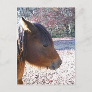 Cartão Postal Close de cavalo marrom, pequeno pônei marrom