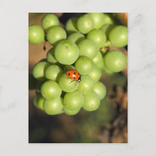Cartão Postal Close de uma joaninha em uvas verdes Pinot Noir