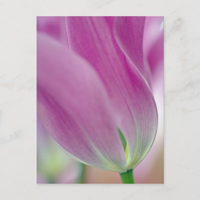 Cartão Postal Close-up da parte inferior da flor de tulipa, 2 (Frente)