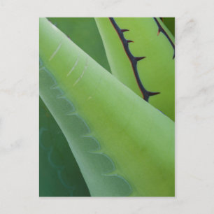 Cartão Postal Close Up De Agave