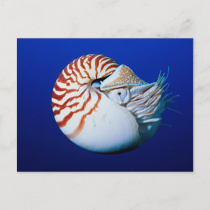 Cartão Postal Close-Up de Nautilus-Camarado
