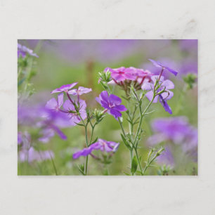 Cartão Postal Close-up de Phlox Drummond, Phlox drummondi, 2
