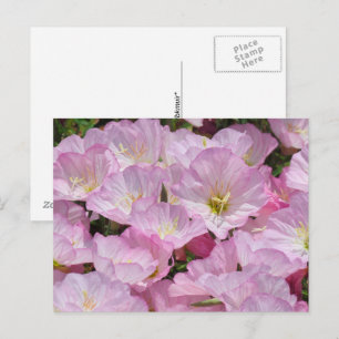 Cartão postal - Close-up de Primrose