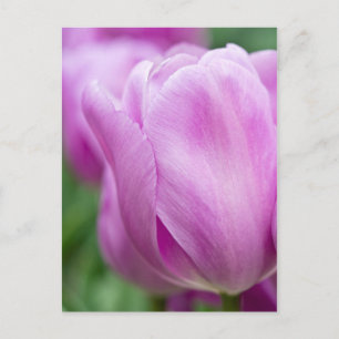 Cartão Postal Close-up de tulipa