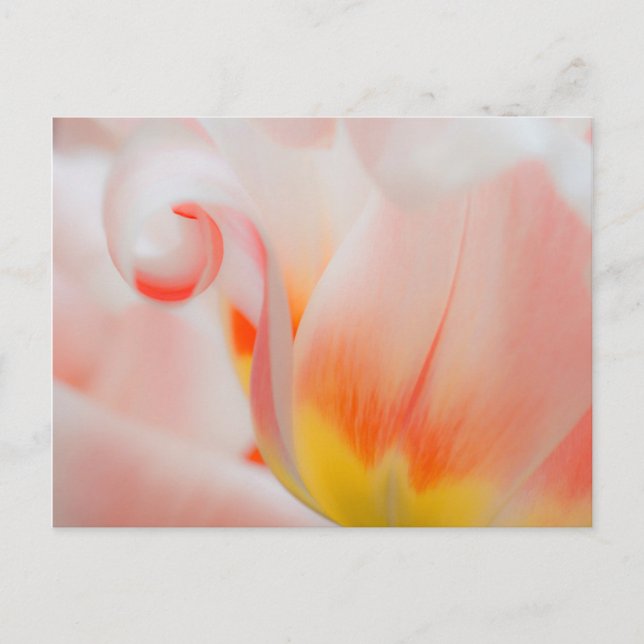 Cartão Postal Close-up de tulipa 3 (Frente)