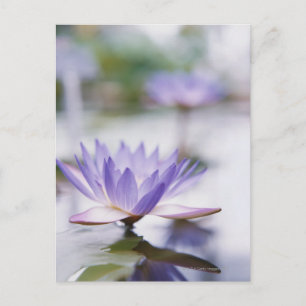 Cartão Postal Close-Up de um Lírio de Água Roxo Flutuando em
