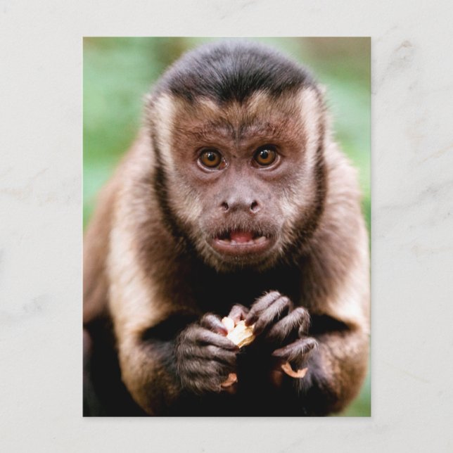 Cartão Postal Close-up de um macaco caiarara (Frente)