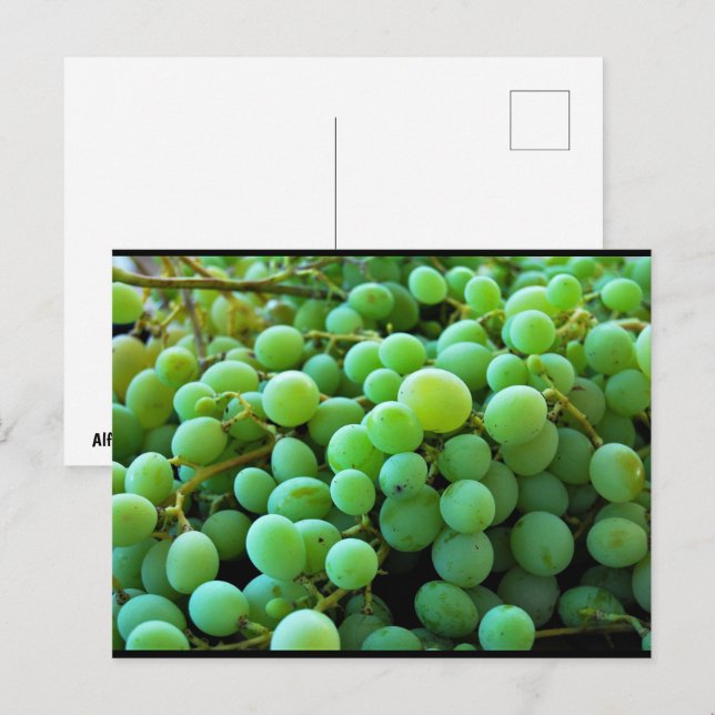 Cartão Postal Close-up de Uvas Brancas (Frente/Verso)