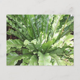 Cartão Postal Close-up of the fern, Asplenium nidus.