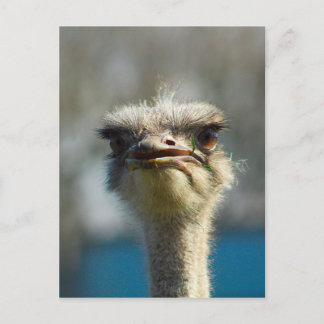 Cartão Postal Close_Up_Ostrich_FullSize.jpg