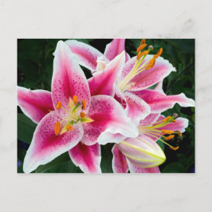 Cartão Postal Closeup de Lírio Oriental em Flor Completa