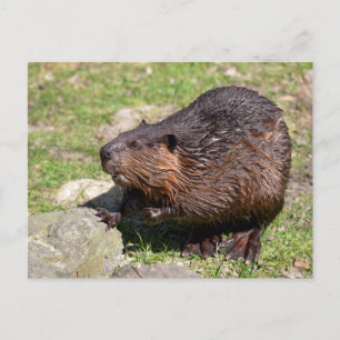 Cartão Postal Closeup North American Beaver