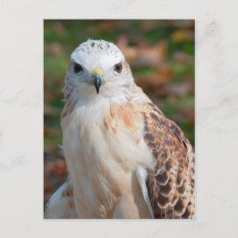 Cartão Postal Closeup Red Tail Hawk