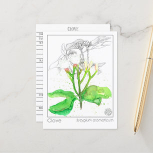 Cartão Postal Clove Spice Materia Medica Monografias
