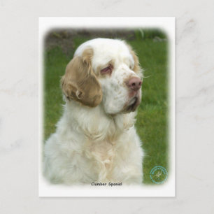 Cartão Postal Clumber Spaniel 9Y003D-101