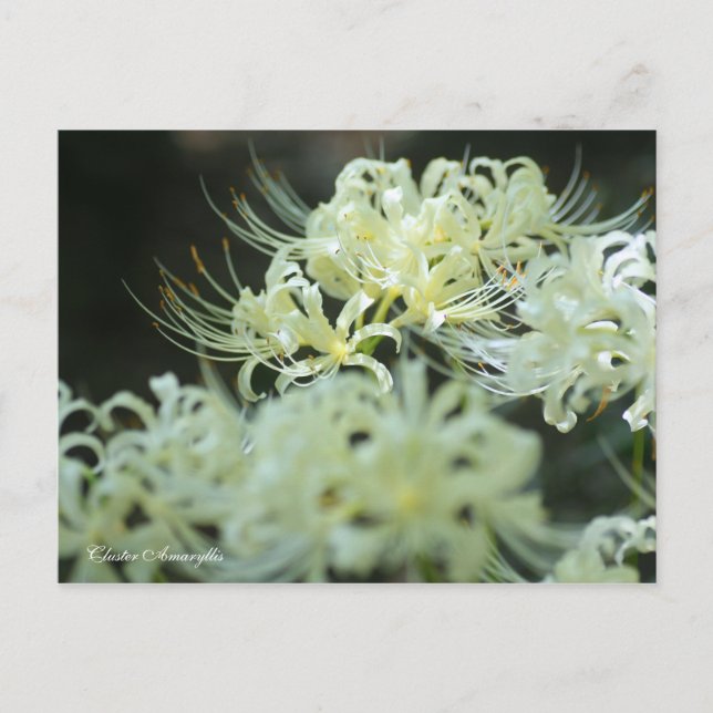 Cartão Postal Cluster Amaryllis：Postcard (Frente)