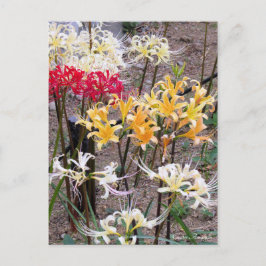 Cartão Postal Cluster Amaryllis [Postcard]